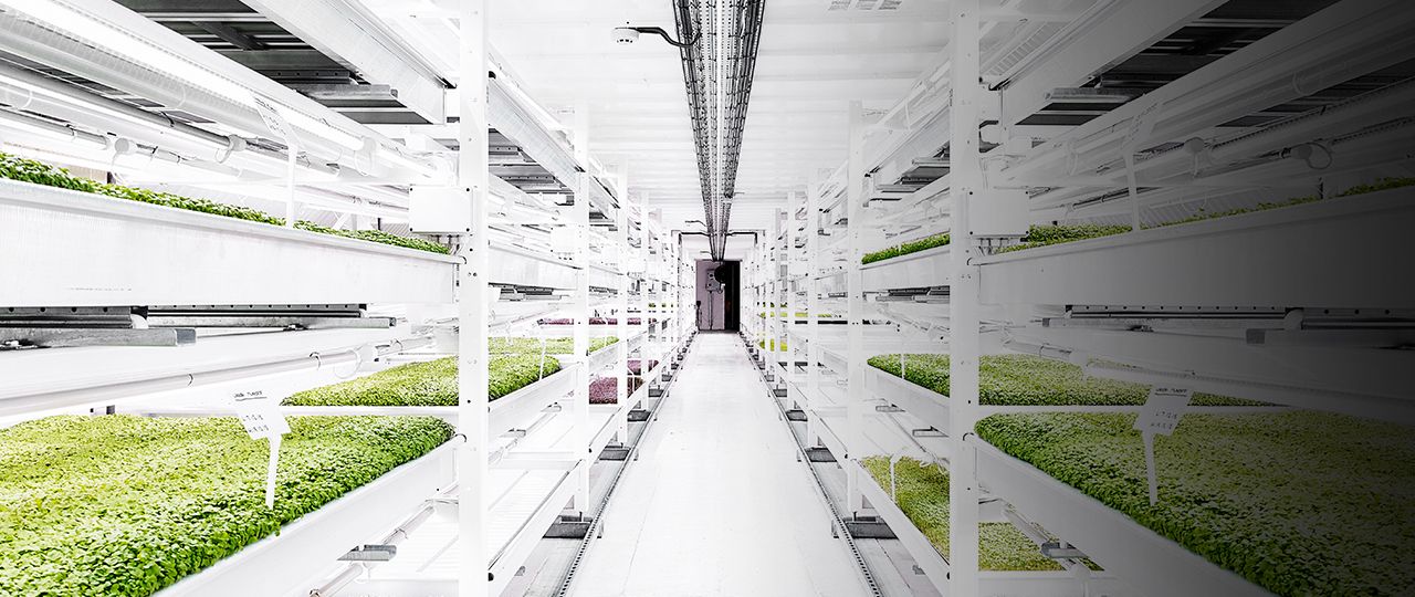 Land Business | The inside story: are hydroponics the key to boosting the country’s food production capabilities?