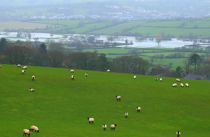 Three-crop rule relaxed and flood recovery fund extended