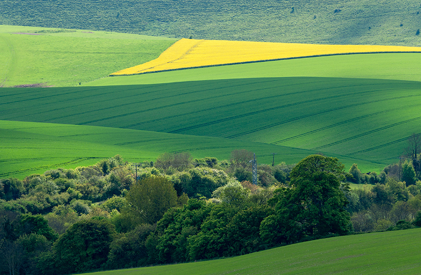 Cereals Live 2020: Rethinking the arable rotation
