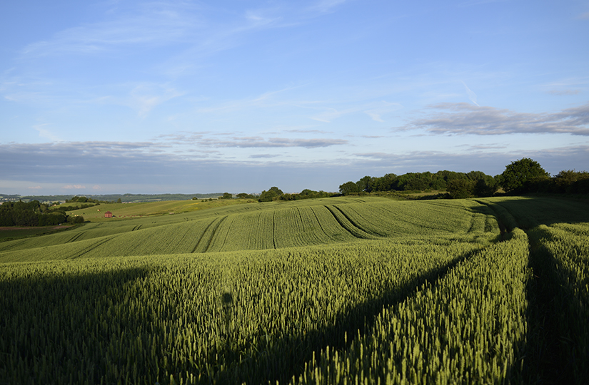 Key Considerations for Crop Planning for Harvest 2021