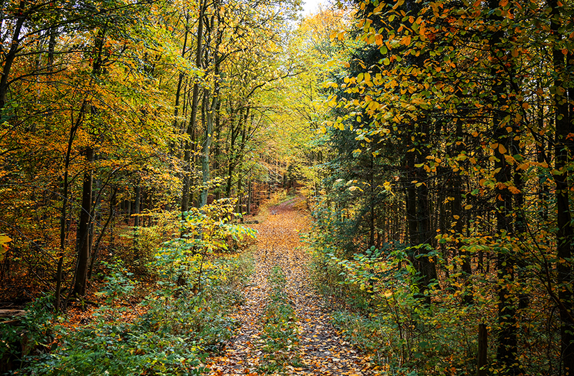 Land Business Update | Week Commencing 2nd November 2020