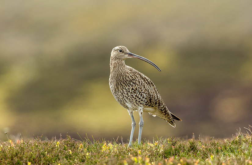 Beyond BPS: Land managers’ views on the changing policy framework