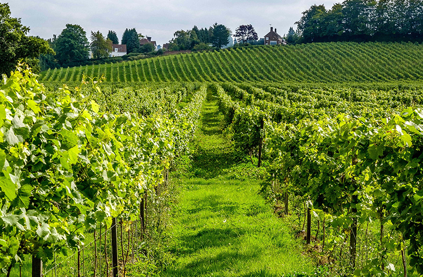 How to prepare for selling your vineyard