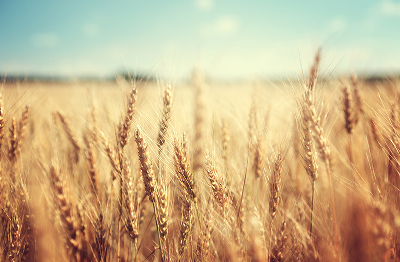 Strutt & Parker Yield Survey results: Harvest 2020