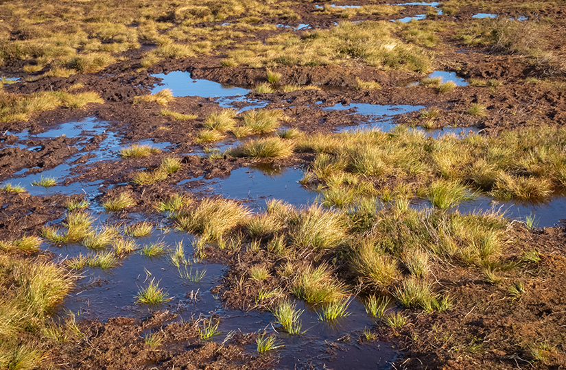 Peatland restoration fund opens in England