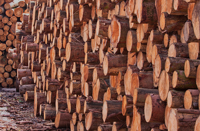 Timber price outlook is promising for UK growers
