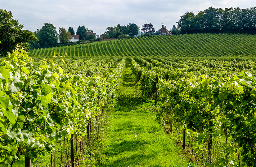 Demand for UK vineyard land shows no sign of slowing