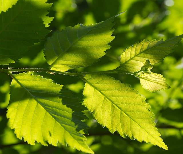Why hope is growing that elm trees can make a comeback