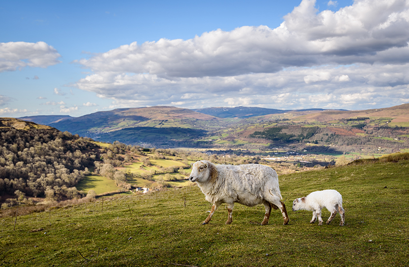 Key Details Of Welsh Sustainable Farming Scheme