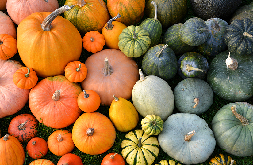 5 top tips for a successful pumpkin diversification
