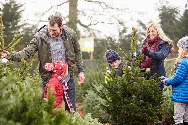 The ins and outs of growing Christmas trees