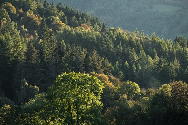 A breakthrough on attitudes to forestry and trees
