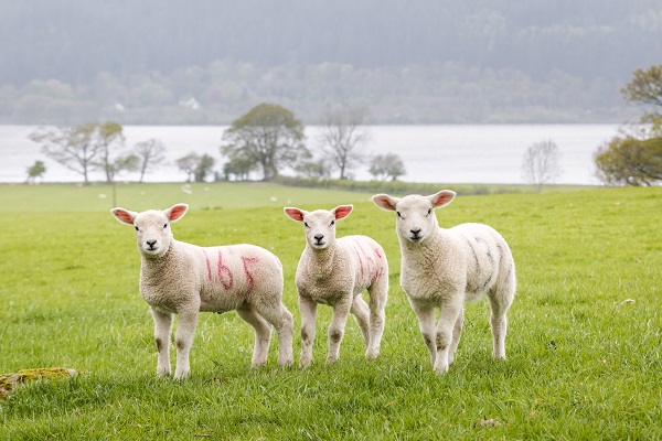 Scottish  Farming Update: Spring 2023
