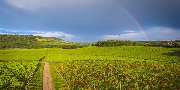 Viticulture Report highlights investment into UK wine sector
