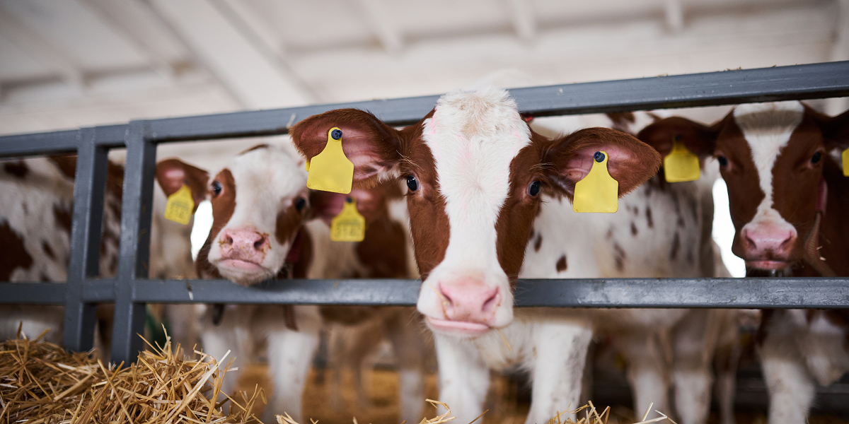 Calf Housing for Health and Welfare grant