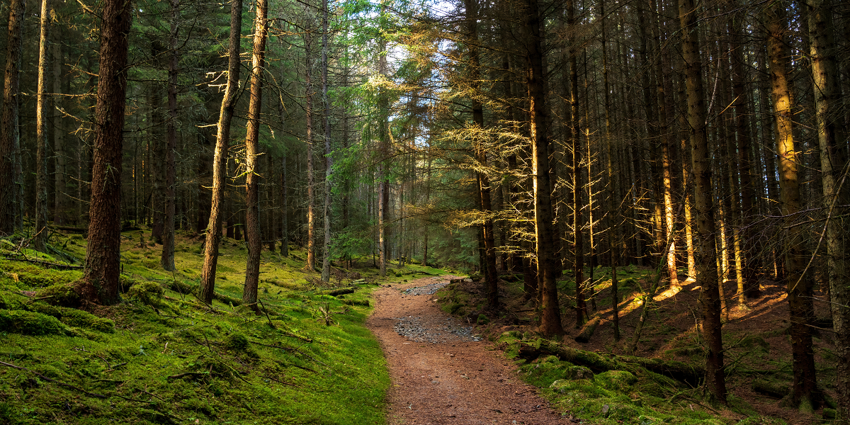 Survey shows the need to promote positive benefits of forestry