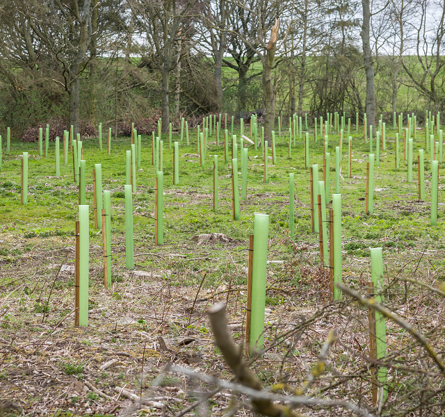 Forestry grants get a boost to encourage tree planting