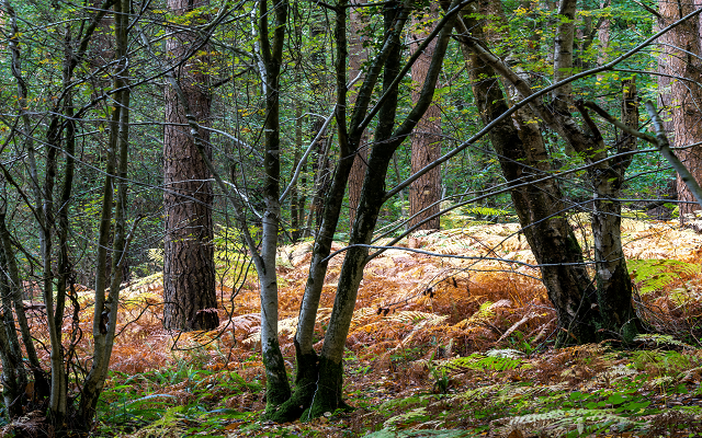 How active woodland management is boosting estate revenues