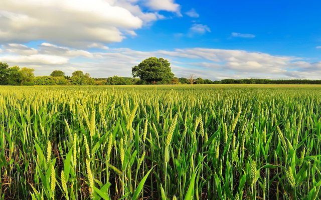 In the Know: Arable profitability outlook 2024/25
