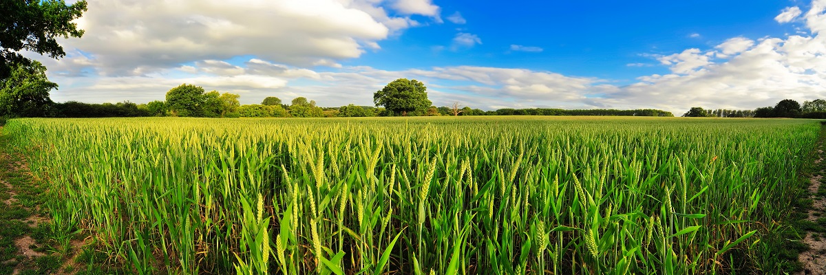 In the Know: Arable profitability outlook 2024/25