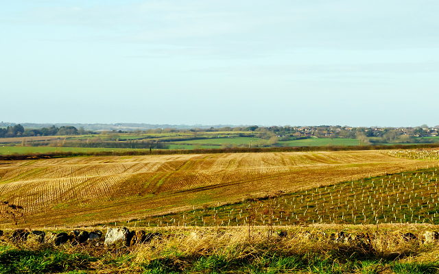 How to avoid common pitfalls when planting new woodland