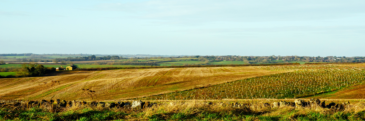 How to avoid common pitfalls when planting new woodland