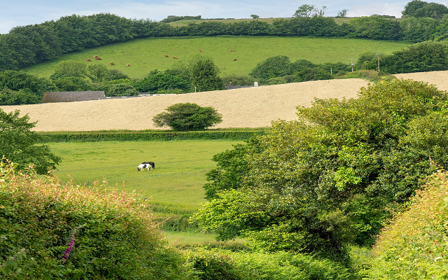 In the Know: Hedgerow management rules – an update