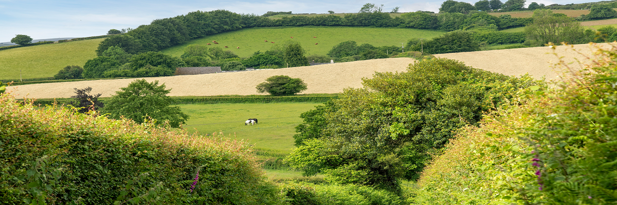 In the Know: Hedgerow management rules – an update