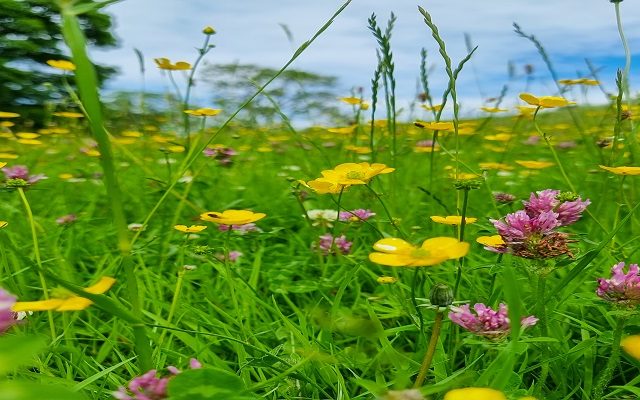 Long-term nature deals: What land managers need to consider