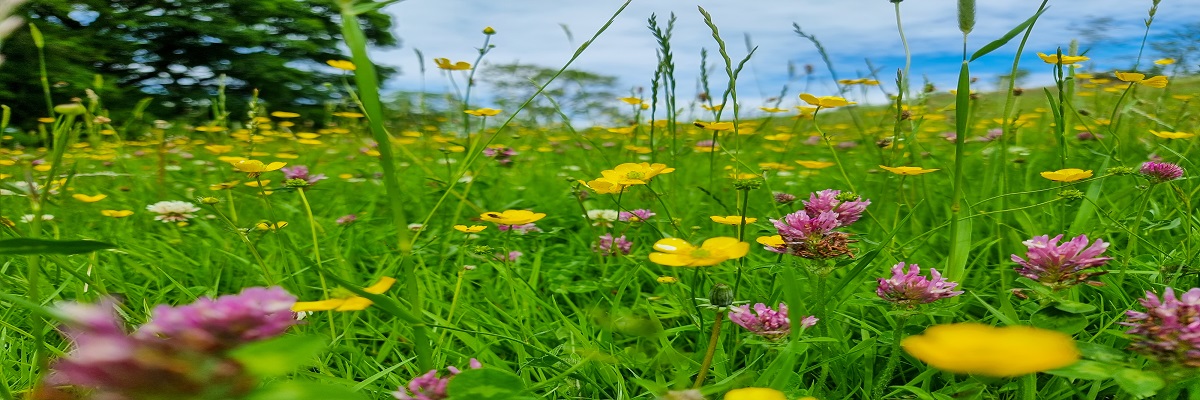 Long-term nature deals: What land managers need to consider