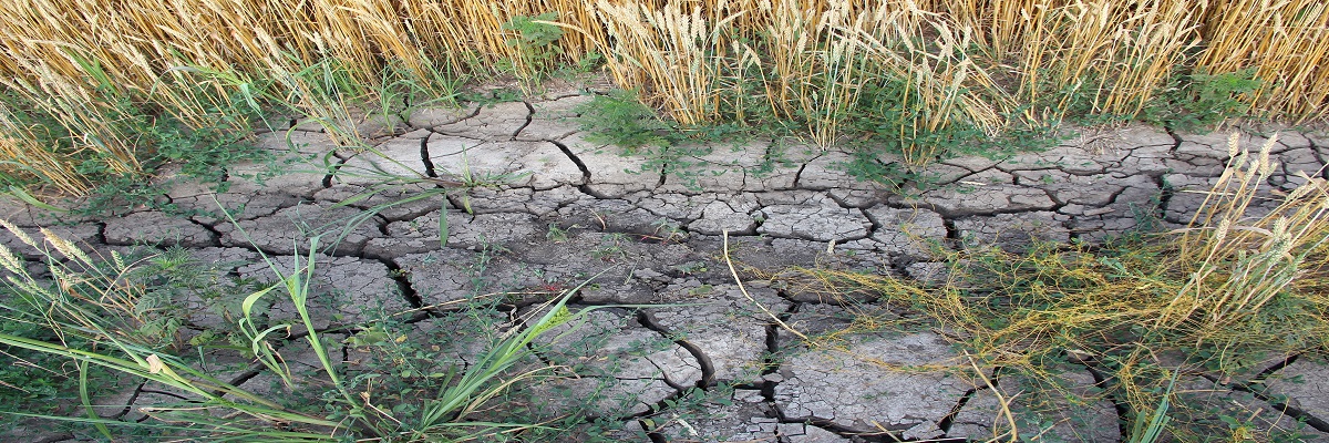 Water availability – the challenges and solutions facing farmers