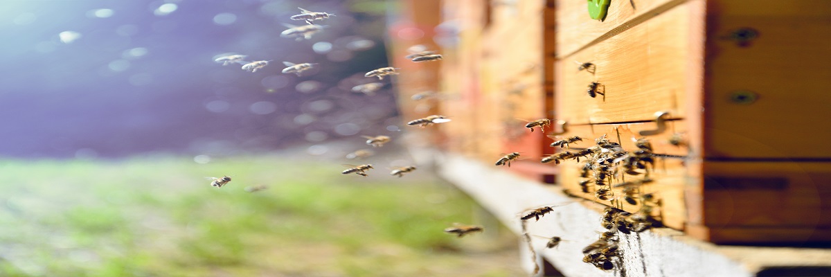 Land Business Update | Week Commencing 23 June 2025