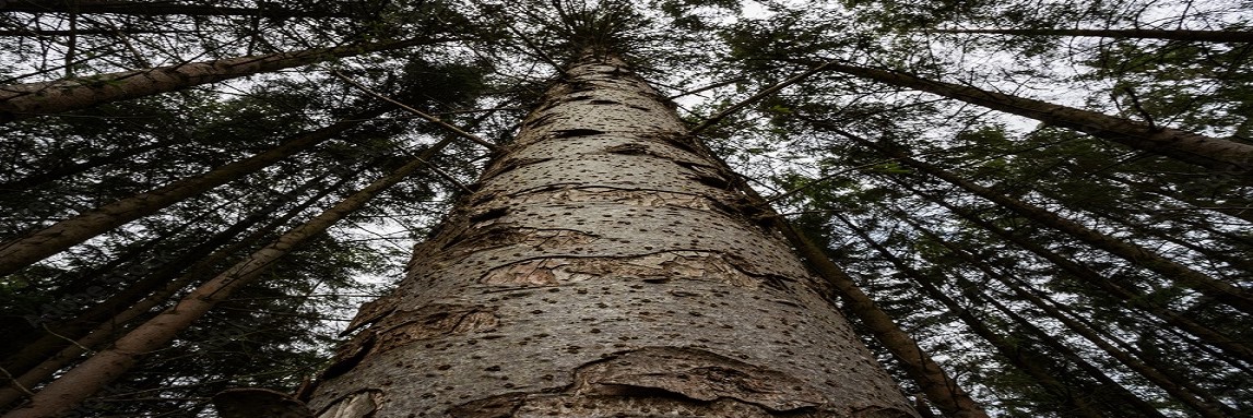 Positive changes to Woodland Carbon Code