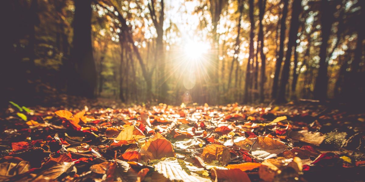 Land Business Update | Week Commencing 13 October 2025