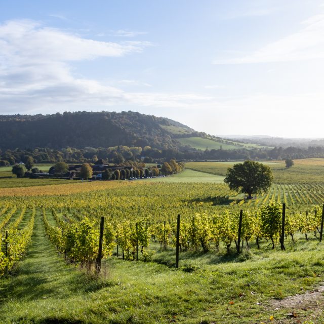 UK winery numbers surge by more than a third in just five years