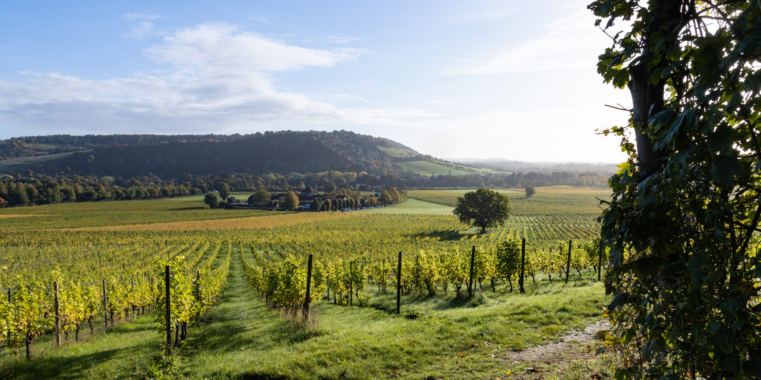 UK winery numbers surge by more than a third in just five years