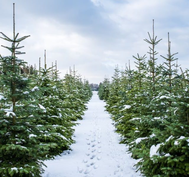 Land Business Update | Week Commencing 8 December 2025