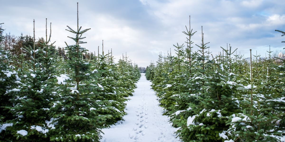 Land Business Update | Week Commencing 8 December 2025