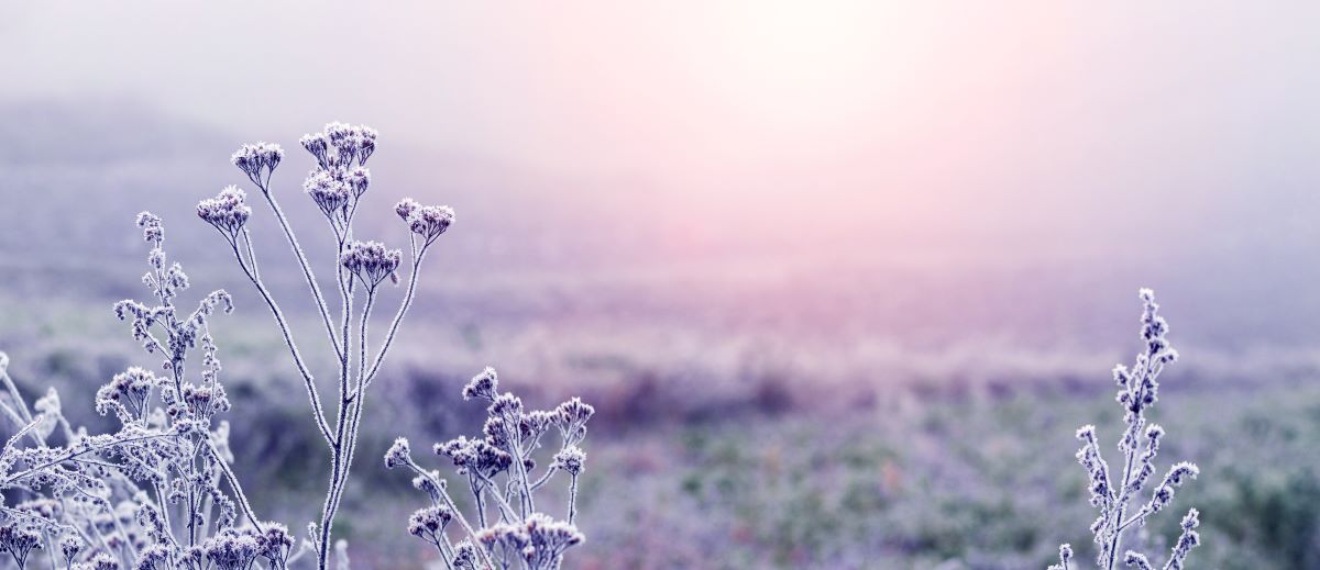 Land Business Update | Week Commencing 12 January 2026