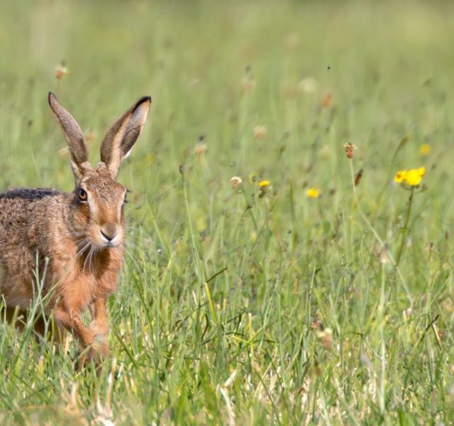 Land Business Update | Week Commencing 23 February 2026