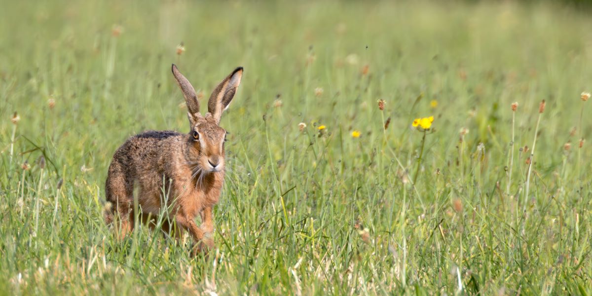 Land Business Update | Week Commencing 23 February 2026