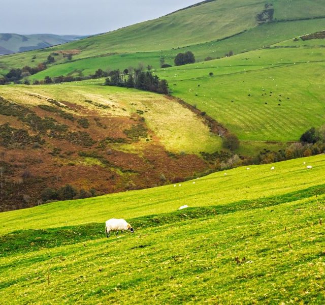 Decision time in Wales as Sustainable Farming Scheme opens
