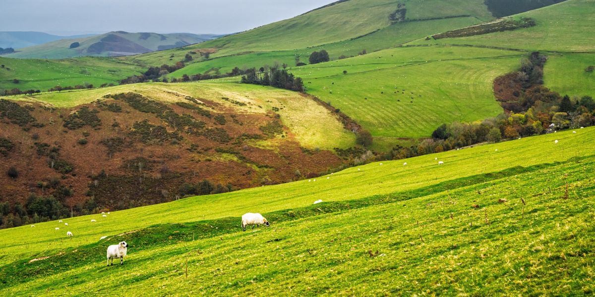 Decision time in Wales as Sustainable Farming Scheme opens