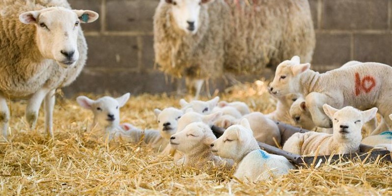 2026 Farming Equipment and Technology Fund (FETF) grants