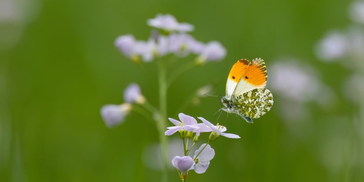 Land Business Update | Week Commencing 23 March 2026