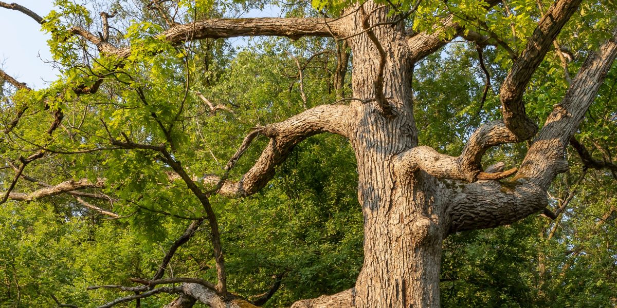 Land Business Update | Week Commencing 9 March 2026