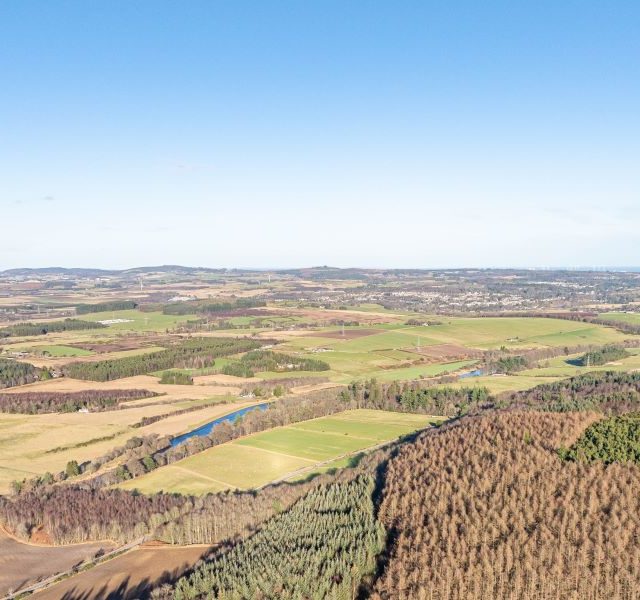 Forest Market Review 2025