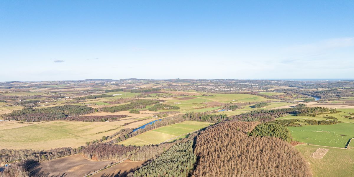 Forest Market Review 2025