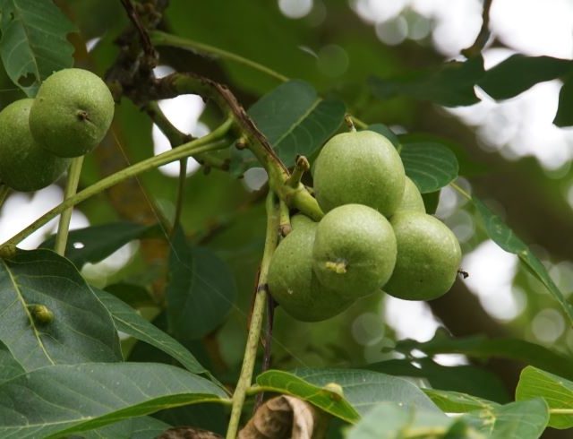 In the Know: Agroforestry grants and funding