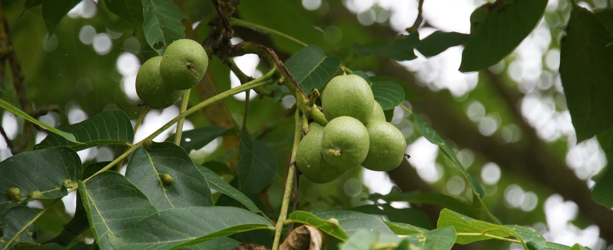 In the Know: Agroforestry grants and funding
